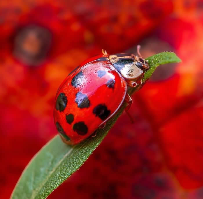A vivid macro photograph of a glossy red ladybug with black spots resting on a green leaf, surrounded by a dreamy red floral background with soft bokeh.