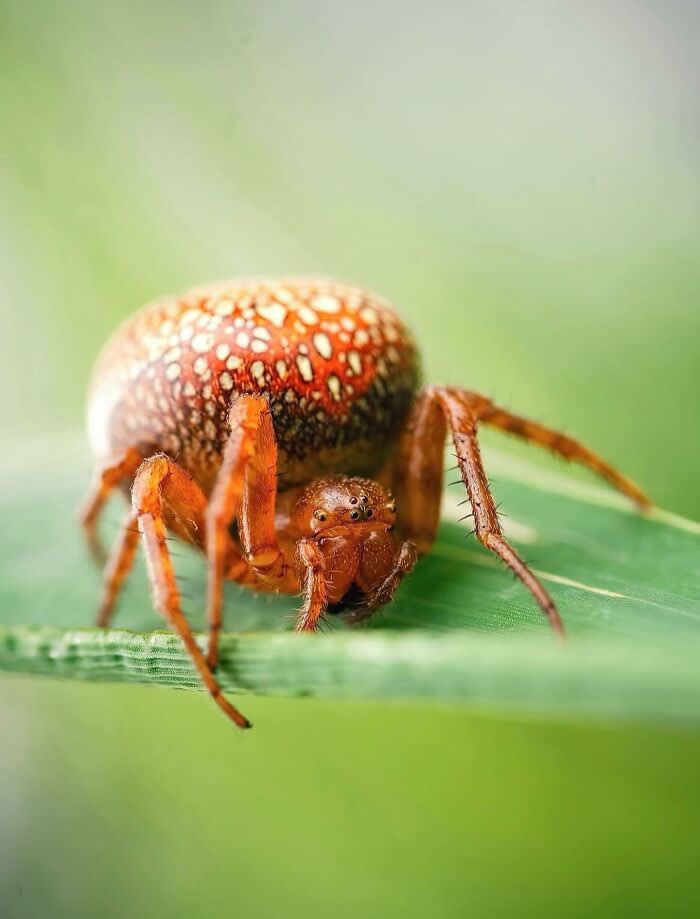A detailed macro photograph of a tiny orange and cream-patterned spider standing on a green blade of grass against a soft, dreamy green background.