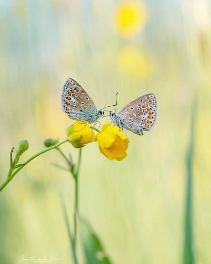 A soft macro photograph of two delicate butterflies facing each other atop a small yellow flower, surrounded by a dreamy pastel meadow background.