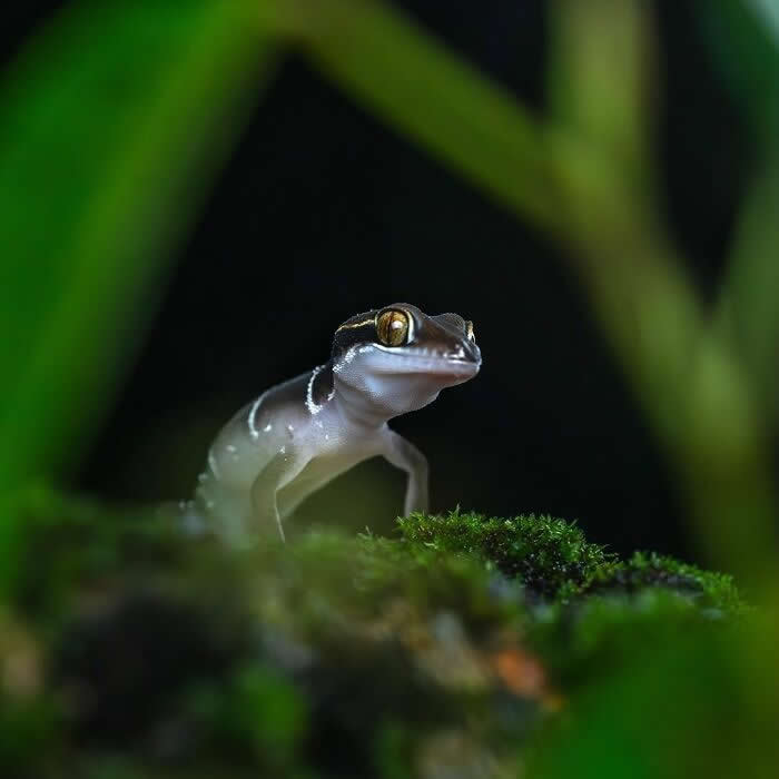 A captivating macro photograph of a tiny gecko emerging from mossy ground in low light, surrounded by deep green foliage and a dark, mysterious background.
