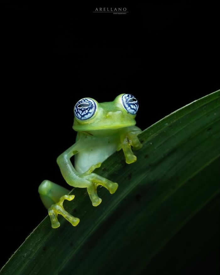 A striking macro photograph of a tiny translucent green frog perched on a curved leaf, its reflective patterned eyes glowing against a deep black background.