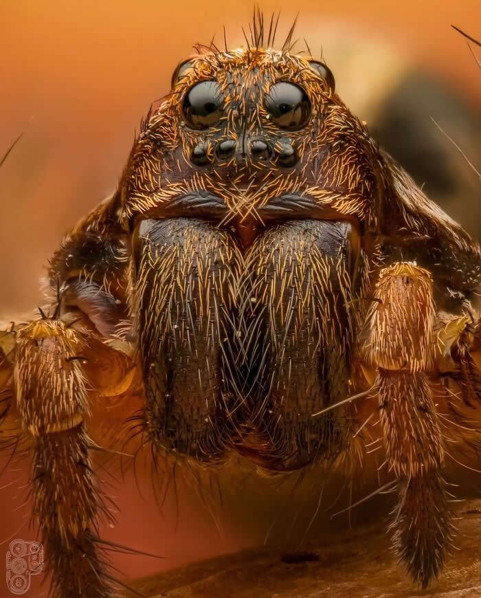An extreme macro photograph of a hairy brown spider staring directly into the camera, revealing intricate textures, multiple eyes, and fine details against a warm orange background.