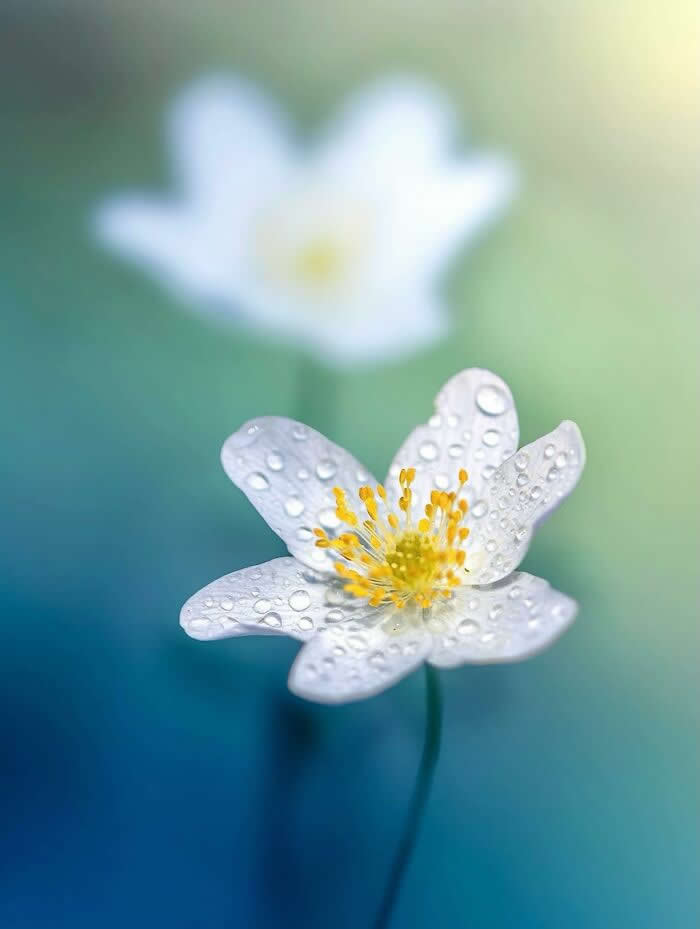 A dreamy macro photograph of a delicate white flower covered in sparkling water droplets, softly glowing against a blurred blue and green pastel background.