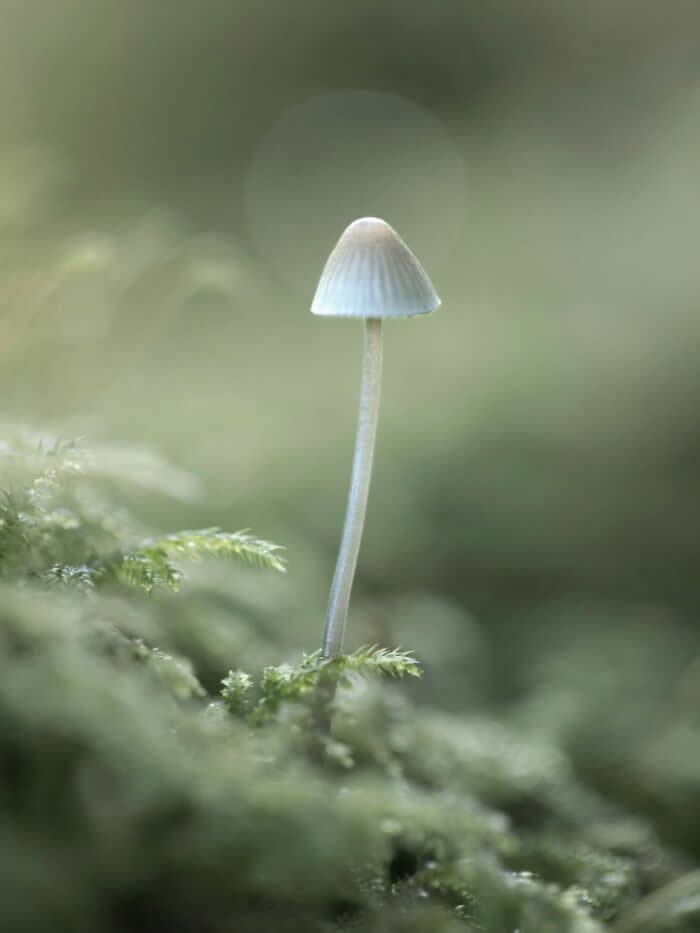 A minimalist macro photograph of a tiny white mushroom rising delicately from soft green moss, surrounded by a dreamy blurred forest background.