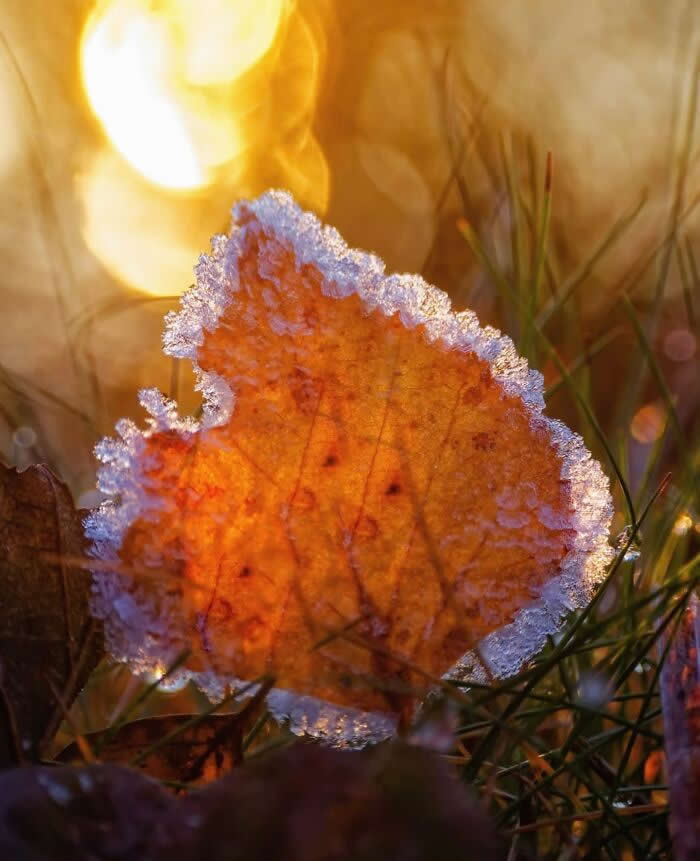 A glowing macro photograph of a frost-covered autumn leaf illuminated by warm golden sunlight, surrounded by grass and soft sparkling bokeh.