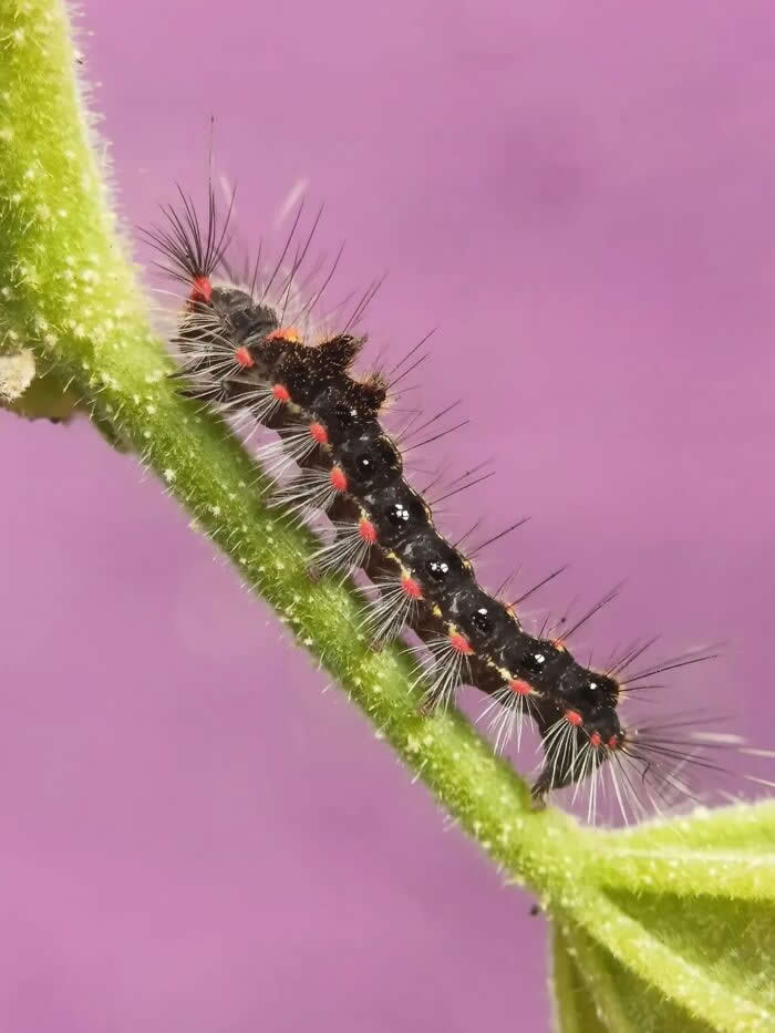 A detailed macro photograph of a fuzzy black caterpillar with red markings and long white hairs crawling along a green stem against a soft pink blurred background.