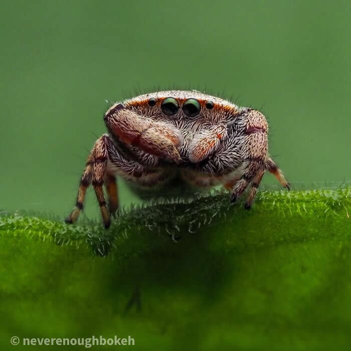 A sharp macro photograph of a small fuzzy jumping spider perched on the edge of a green leaf, staring forward with glossy eyes against a smooth green background.