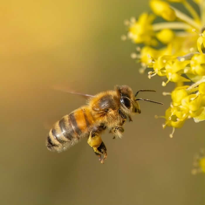 A beautiful macro photograph of a honeybee hovering beside tiny yellow flowers, carrying pollen on its legs against a warm golden blurred background.
