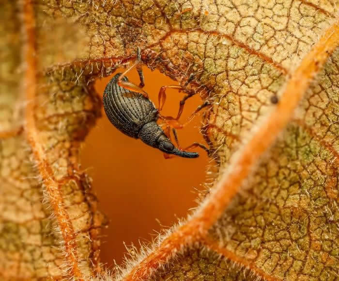 A fascinating macro photograph of a tiny black weevil hanging beneath a dried textured leaf, framed by warm orange tones and intricate natural patterns.