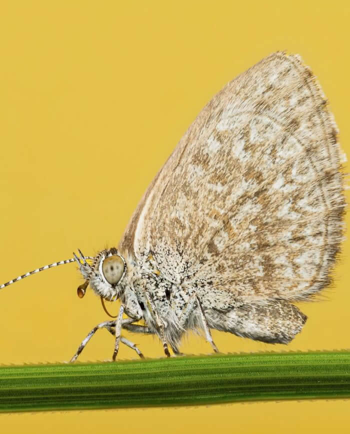 A delicate macro photograph of a pale patterned butterfly resting on a slender green blade of grass against a smooth warm yellow background.