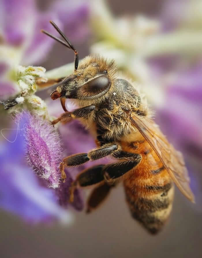 A richly detailed macro photograph of a fuzzy honeybee collecting nectar from soft purple flowers, with delicate textures and a dreamy pastel background.