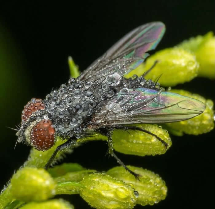 An extraordinary macro photograph of a fly covered in sparkling dew droplets, resting on tiny green buds against a deep black background with iridescent wings glowing softly.