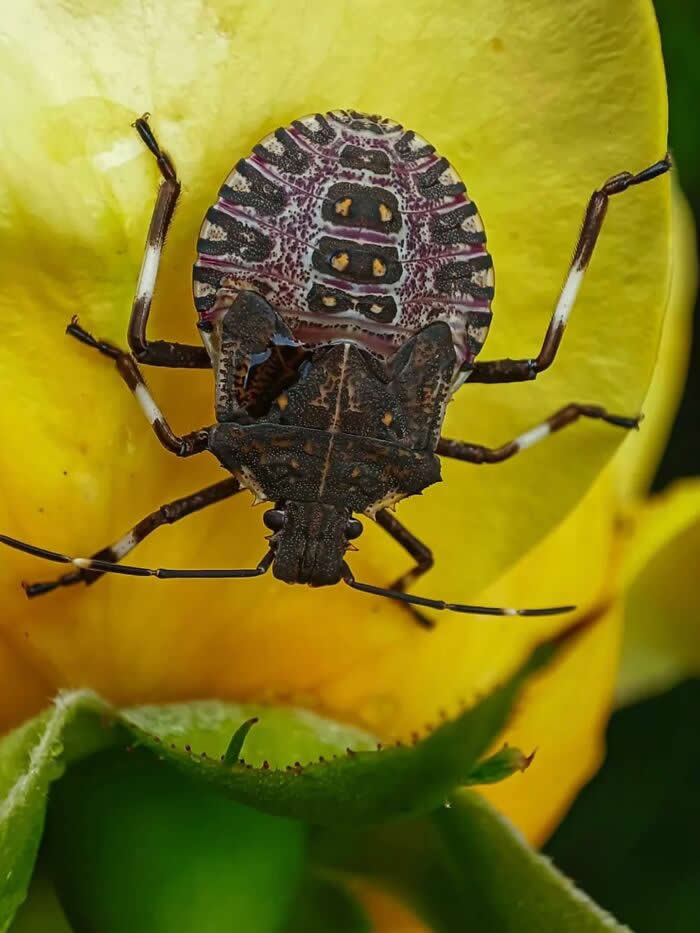 A striking macro photograph of a patterned shield bug resting on a vibrant yellow flower, showcasing intricate markings and delicate textures against a lush green background.