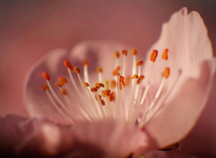 A soft macro photograph of a delicate pale pink flower with glowing orange stamens, captured in dreamy warm light against a blurred rosy background.