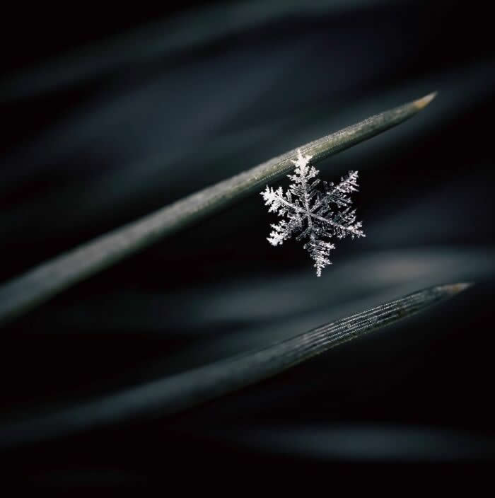 A mesmerizing macro photograph of a delicate snowflake resting on a dark pine needle, glowing softly against a deep blurred blue-black background.