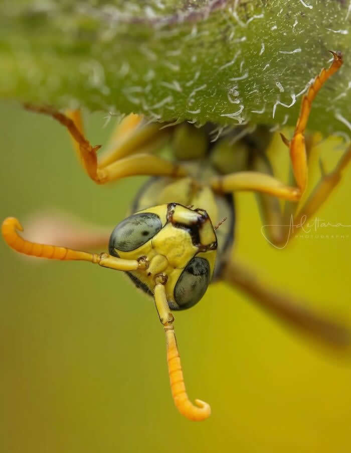 A fascinating macro photograph of a yellow-green insect hanging upside down beneath a fuzzy leaf, with curled antennae and large reflective eyes against a soft green background.