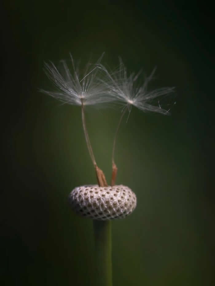 A poetic macro photograph of two delicate dandelion seeds standing upright on a tiny textured seed head, softly illuminated against a dark green blurred background.