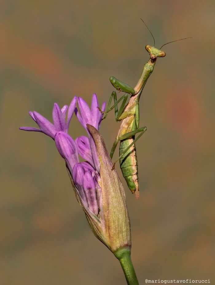 A graceful macro photograph of a green praying mantis clinging to a delicate purple wildflower, set against a soft earthy blurred background.