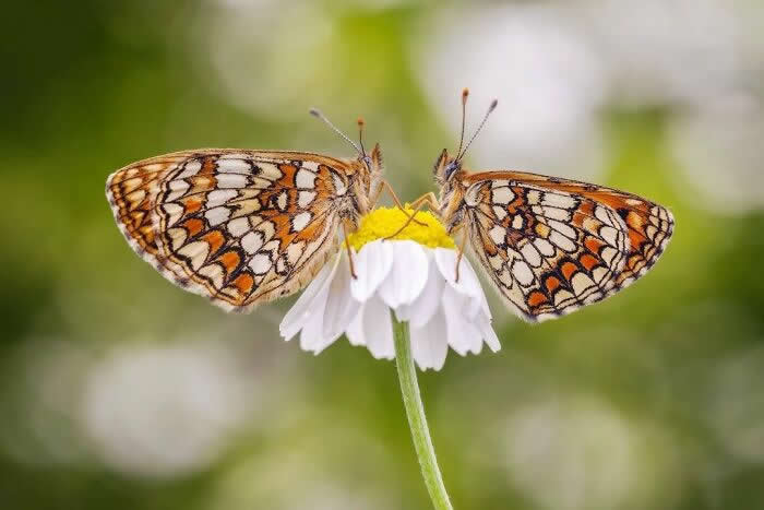 A charming macro photograph of two intricately patterned butterflies facing each other while resting on a white daisy, surrounded by a soft green and white bokeh background.