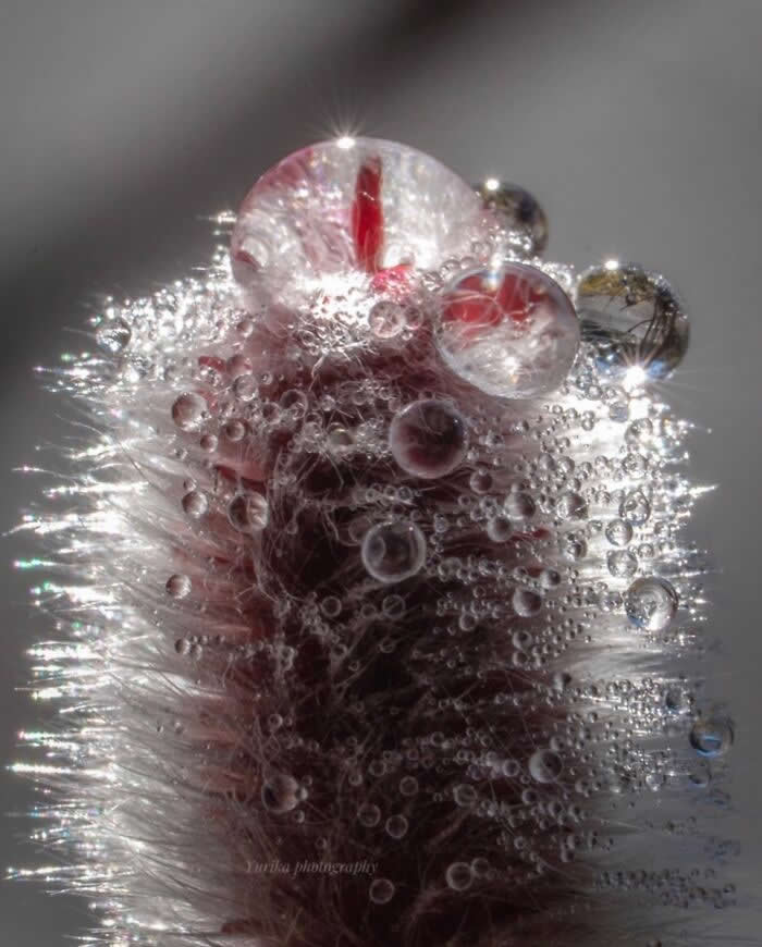 A mesmerizing macro photograph of sparkling water droplets clustered on soft plant fibers, reflecting light like tiny crystals against a dreamy silver-gray background.