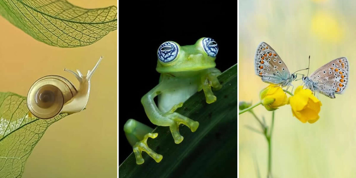 Macro Photos That Turn Small Moments Into Masterpieces