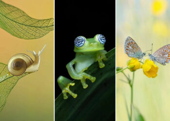 Macro Photos That Turn Small Moments Into Masterpieces
