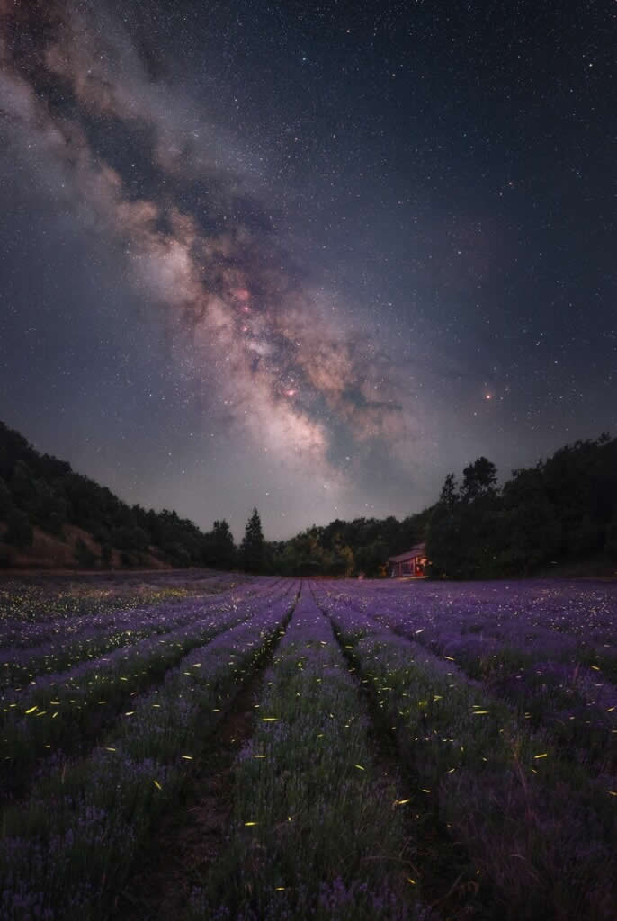 The Garden of Stars by Luca Fornaciari - Milky Photographer of the Year 2026 Winners