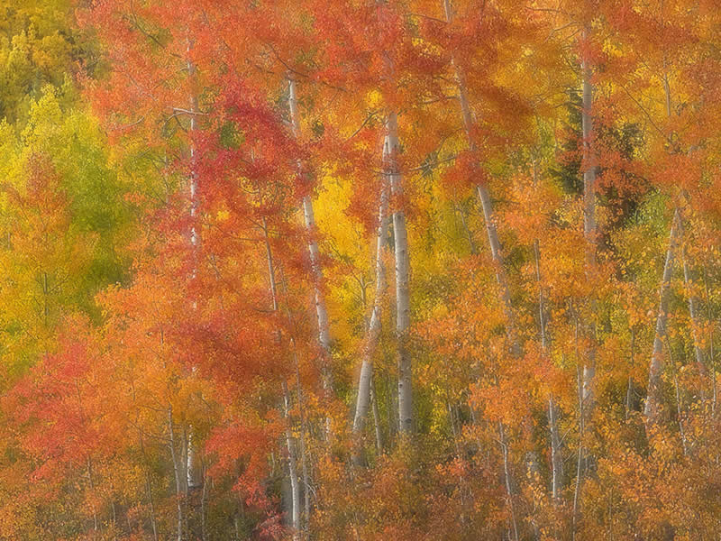 Fall Glow by Melissa Needle - Mobile Photography Awards