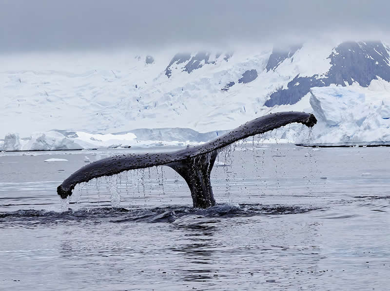 The Wildlife of Antarctica by Di Lu - Mobile Photography Awards