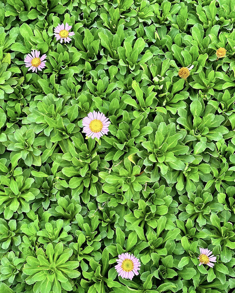 Pink & Yellow on Green by Elaine Taylor - Mobile Photography Awards