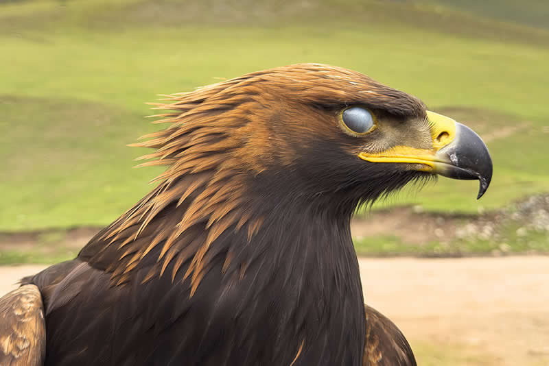 Eagle Goggles by Ammar Alsayed Ahmed - Mobile Photography Awards
