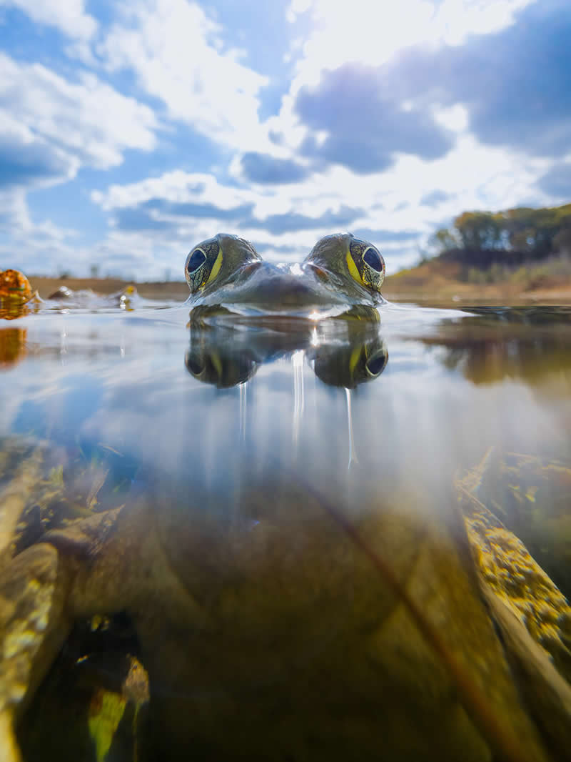 The Bullfrog Between Worlds by Steven Grogin - Mobile Photography Awards