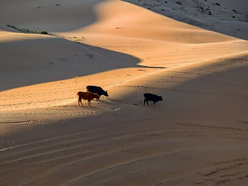 Pastoral Song in the Golden Sands by Jianli Zhang - Mobile Photography Awards