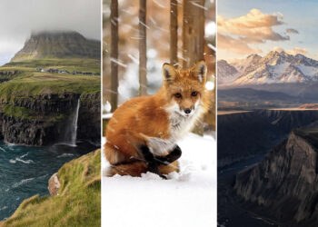 Mobile Photography Awards Landscape and Wildlife Winners