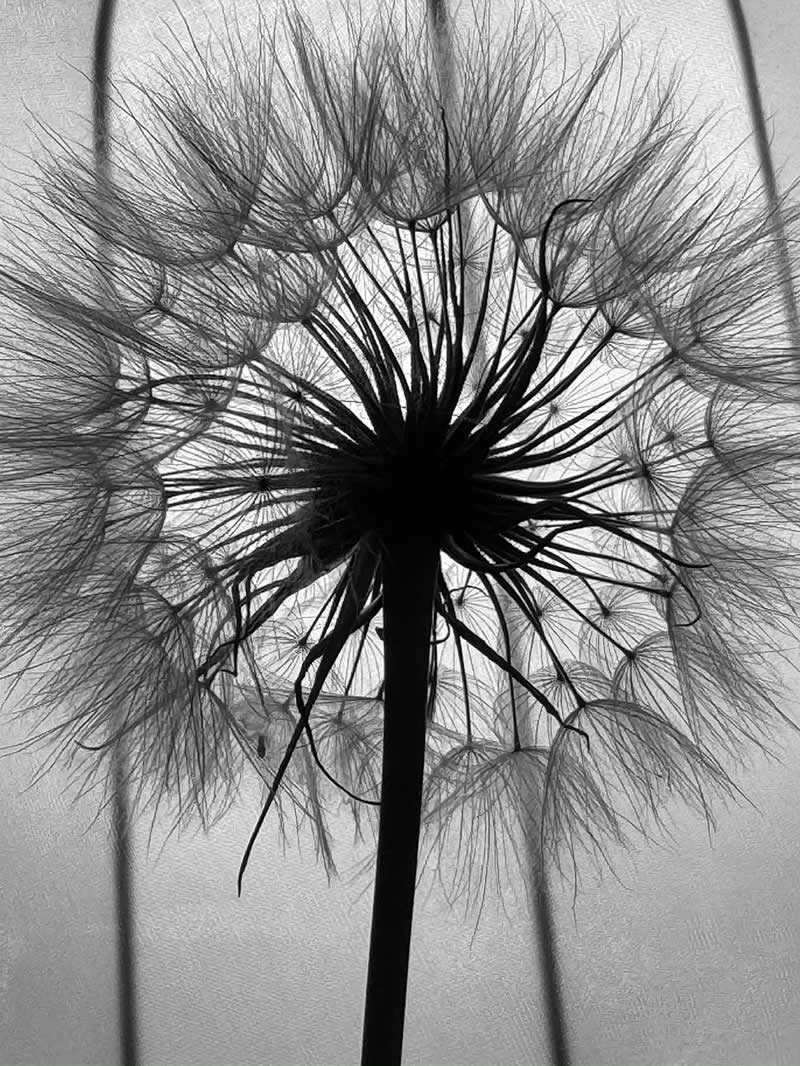 Shot on Phones: 33 Amazing Silhouette Photos That Redefine Mobile Photography 64 A Rhythmic Universe by Gordana Cavkoska - Mobile Photography Awards Silhouettes Winners