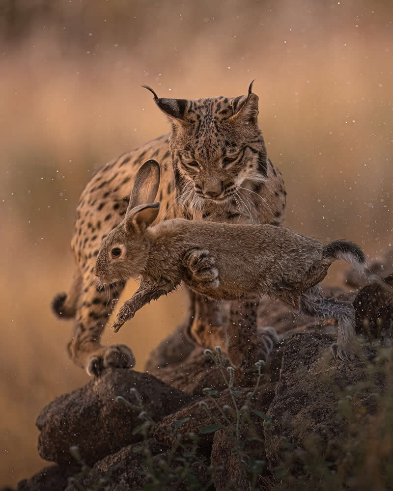 Split-Second Survival: Rabbit&rsquo;s Daring Escape from an Iberian Lynx - National Geographic Wildlife Photography