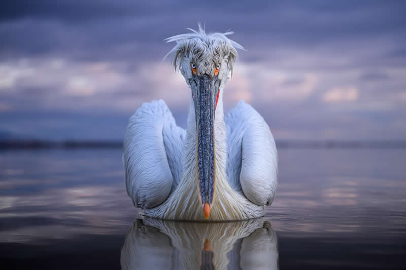 When the Sky Opened: A Dalmatian Pelican in Perfect Light - National Geographic Wildlife Photography