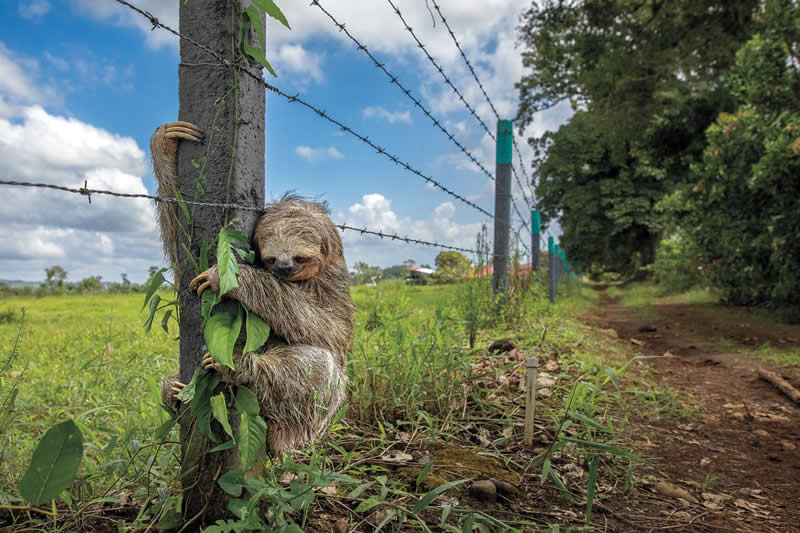 Slow Crossing: A Sloth&rsquo;s Journey Through a Changing World - National Geographic Wildlife Photography