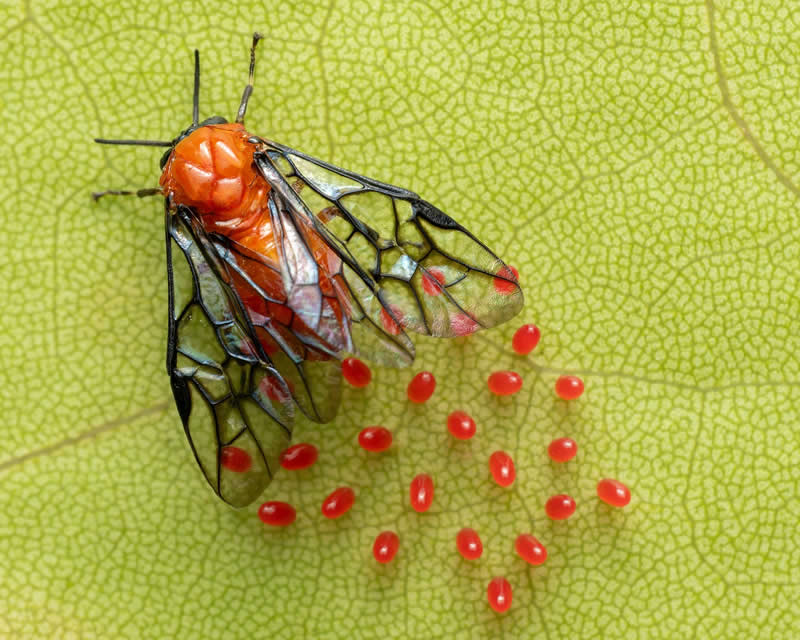 Hidden in Plain Sight: The Sawfly and Its Neon Eggs - National Geographic Wildlife Photography