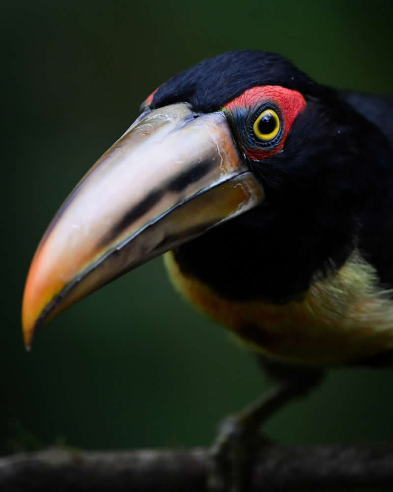 National Geographic Wildlife Photography