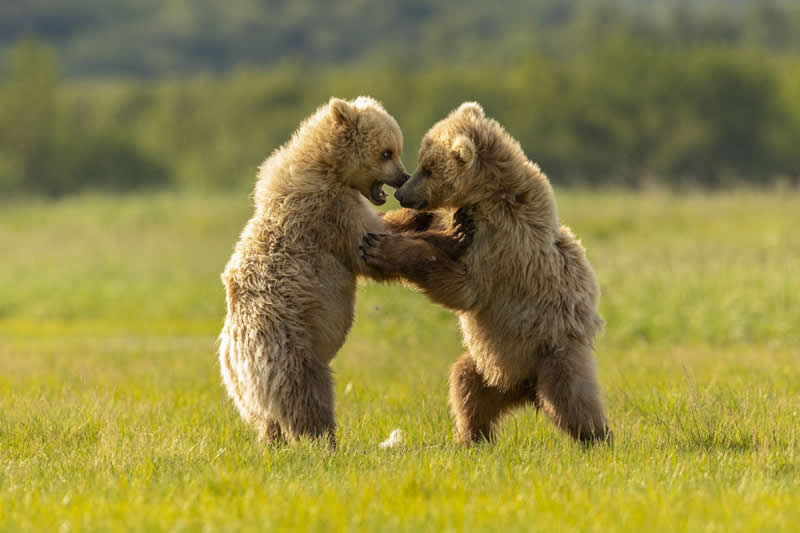 Playful Giants: Brown Bear Cubs at Katmai&rsquo;s Wild Coast - National Geographic Wildlife Photography