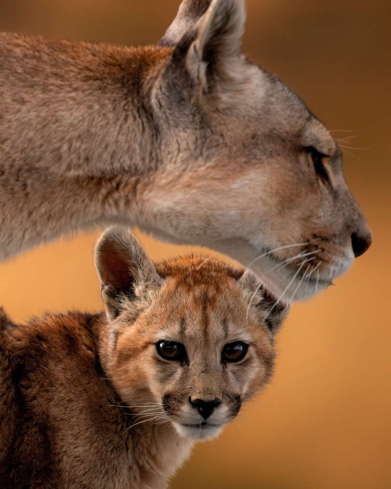 A Glimpse of the Wild: Puma Cub Meets the Lens - National Geographic Wildlife Photography