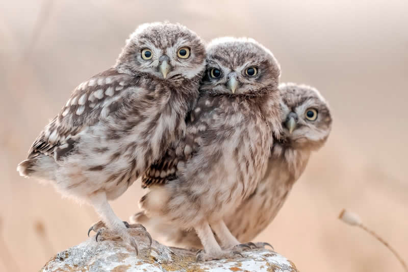 Dusk Companions: Three Little Owls on Spain&rsquo;s Farmland Edge - National Geographic Wildlife Photography