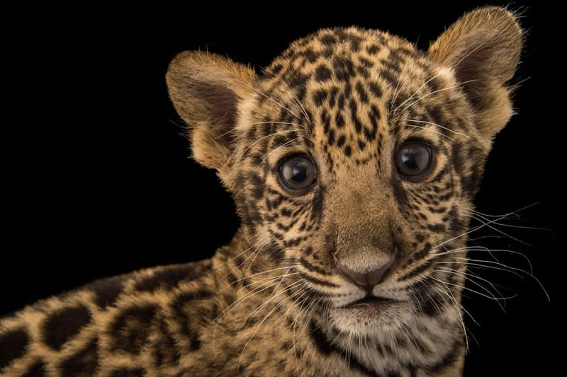 National Geographic Wildlife Photography