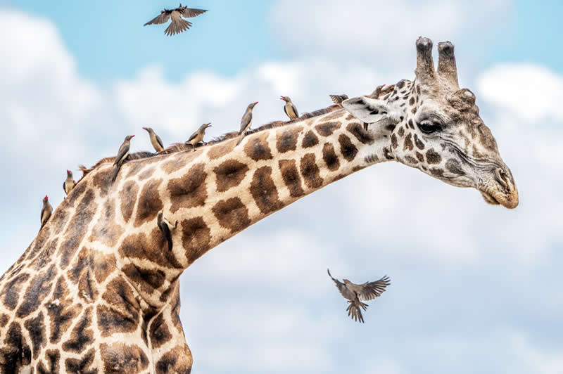Living Perch: Birds Find a Ride on a Gentle Giant - National Geographic Wildlife Photography