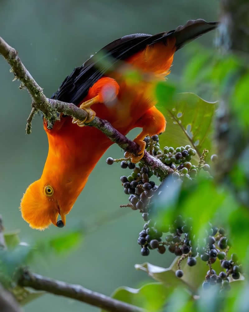 Flash of the Cloud Forest: The Andean Cock of the Rock in Action - National Geographic Wildlife Photography