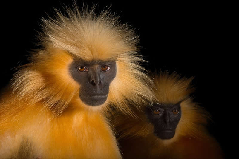 National Geographic Wildlife Photography