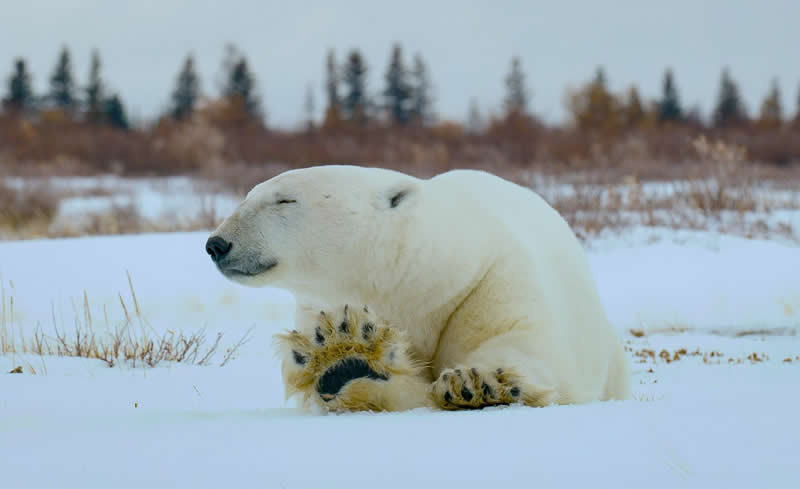 National Geographic Wildlife Photography