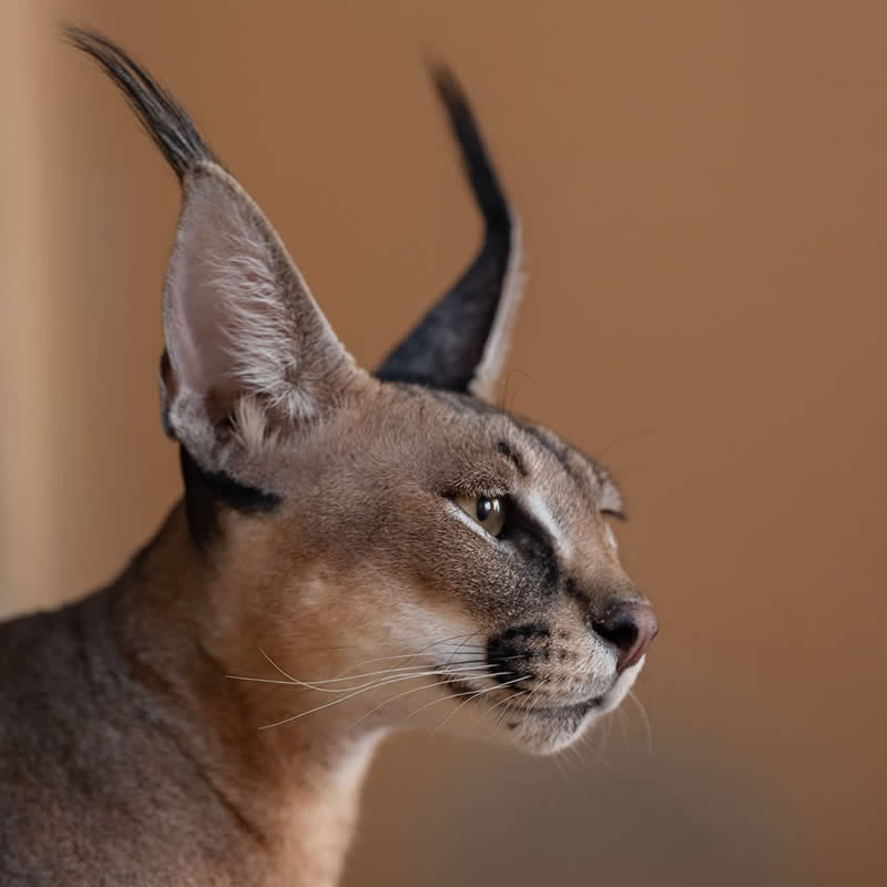 Guardians of the Desert: Saving Saudi Arabia&rsquo;s Arabian Caracal - National Geographic Wildlife Photography