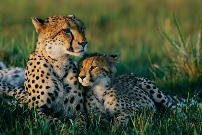 Spotted Serenity: A Cheetah Mom and Cub at Ease - National Geographic Wildlife Photography